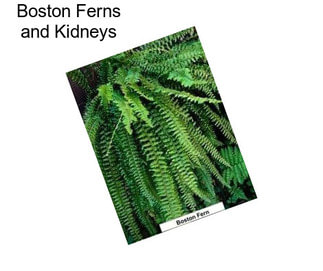 Boston Ferns and Kidneys
