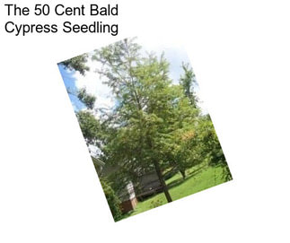 The 50 Cent Bald Cypress Seedling