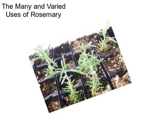 The Many and Varied Uses of Rosemary