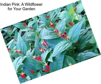 Indian Pink: A Wildflower for Your Garden