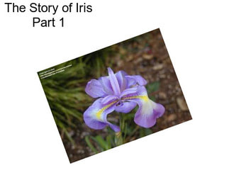 The Story of Iris Part 1