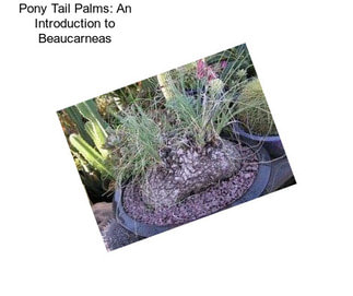 Pony Tail Palms: An Introduction to Beaucarneas
