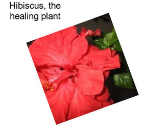 Hibiscus, the healing plant