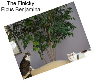 The Finicky Ficus Benjamina