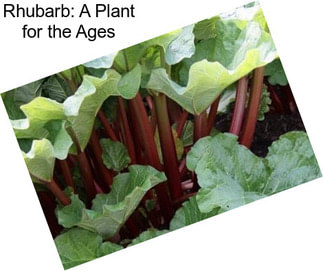 Rhubarb: A Plant for the Ages