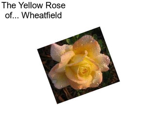 The Yellow Rose of... Wheatfield