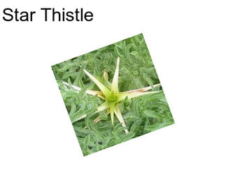 Star Thistle