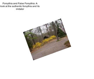 Forsythia and False Forsythia: A look at the authentic forsythia and its imitator