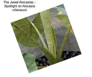 The Jewel Alocasias - Spotlight on Alocasia villeneuvii