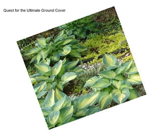 Quest for the Ultimate Ground Cover