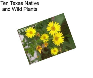 Ten Texas Native and Wild Plants