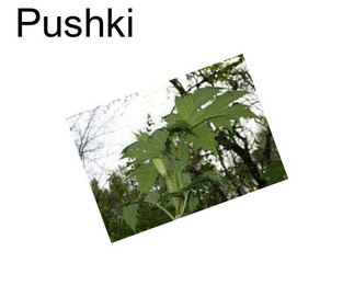 Pushki