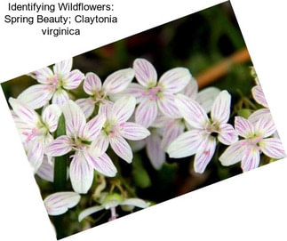 Identifying Wildflowers: Spring Beauty; Claytonia virginica