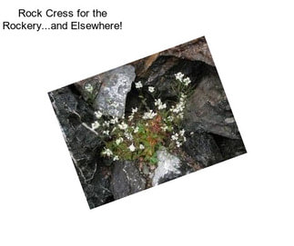 Rock Cress for the Rockery...and Elsewhere!