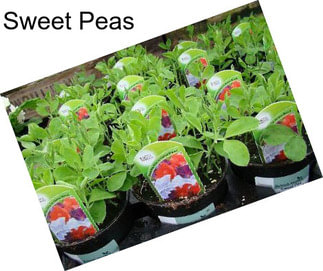 Sweet Peas