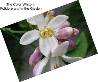 The Color White in Folklore and in the Garden