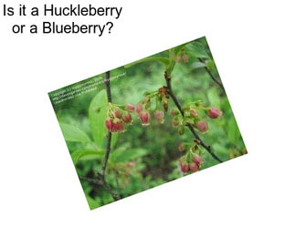 Is it a Huckleberry or a Blueberry?