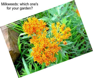 Milkweeds: which one\'s for your garden?