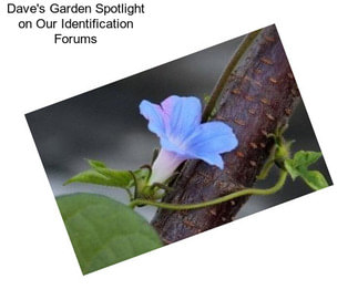 Dave\'s Garden Spotlight on Our Identification Forums