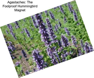 Agastaches: The Foolproof Hummingbird Magnet