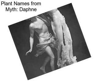 Plant Names from Myth: Daphne