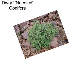 Dwarf \'Needled\' Conifers