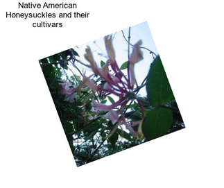Native American Honeysuckles and their cultivars