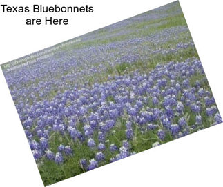 Texas Bluebonnets are Here