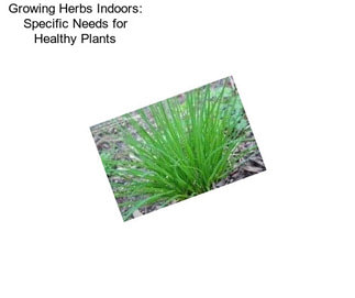 Growing Herbs Indoors: Specific Needs for Healthy Plants
