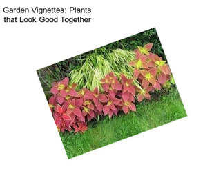 Garden Vignettes: Plants that Look Good Together