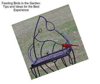 Feeding Birds in the Garden: Tips and Ideas for the Best Experience