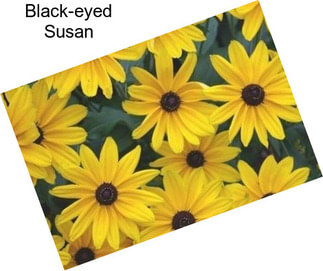 Black-eyed Susan