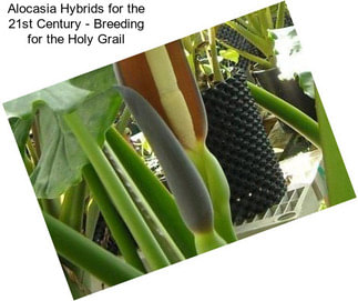 Alocasia Hybrids for the 21st Century - Breeding for the Holy Grail