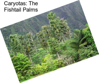 Caryotas: The Fishtail Palms