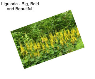 Ligularia - Big, Bold and Beautiful!