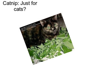 Catnip: Just for cats?