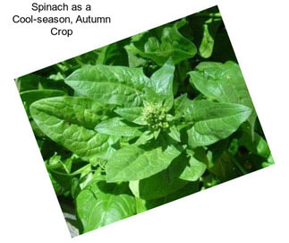 Spinach as a Cool-season, Autumn Crop