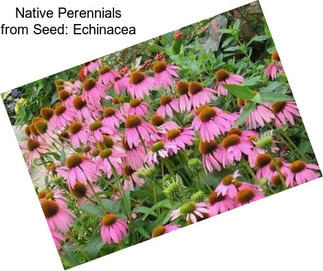 Native Perennials from Seed: Echinacea