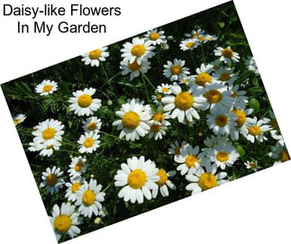 Daisy-like Flowers In My Garden