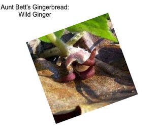Aunt Bett\'s Gingerbread: Wild Ginger