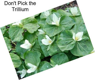 Don\'t Pick the Trillium