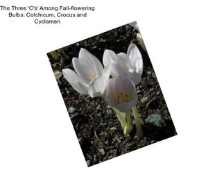 The Three \'C\'s\' Among Fall-flowering Bulbs: Colchicum, Crocus and Cyclamen