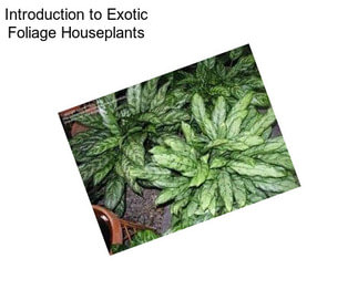 Introduction to Exotic Foliage Houseplants