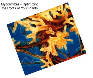 Mycorrhizae - Optimizing the Roots of Your Plants