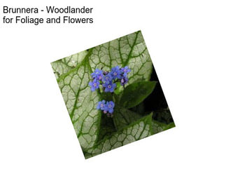 Brunnera - Woodlander for Foliage and Flowers