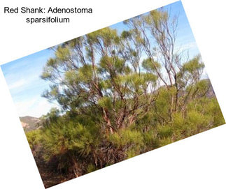 Red Shank: Adenostoma sparsifolium