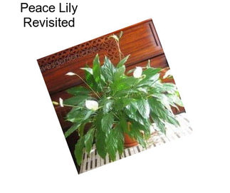Peace Lily Revisited