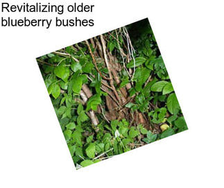 Revitalizing older blueberry bushes