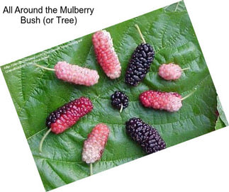 All Around the Mulberry Bush (or Tree)