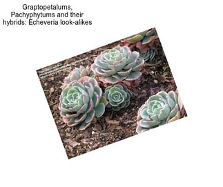 Graptopetalums, Pachyphytums and their hybrids: Echeveria look-alikes